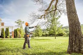 Best Tree Preservation Services  in Mlstadt, IL